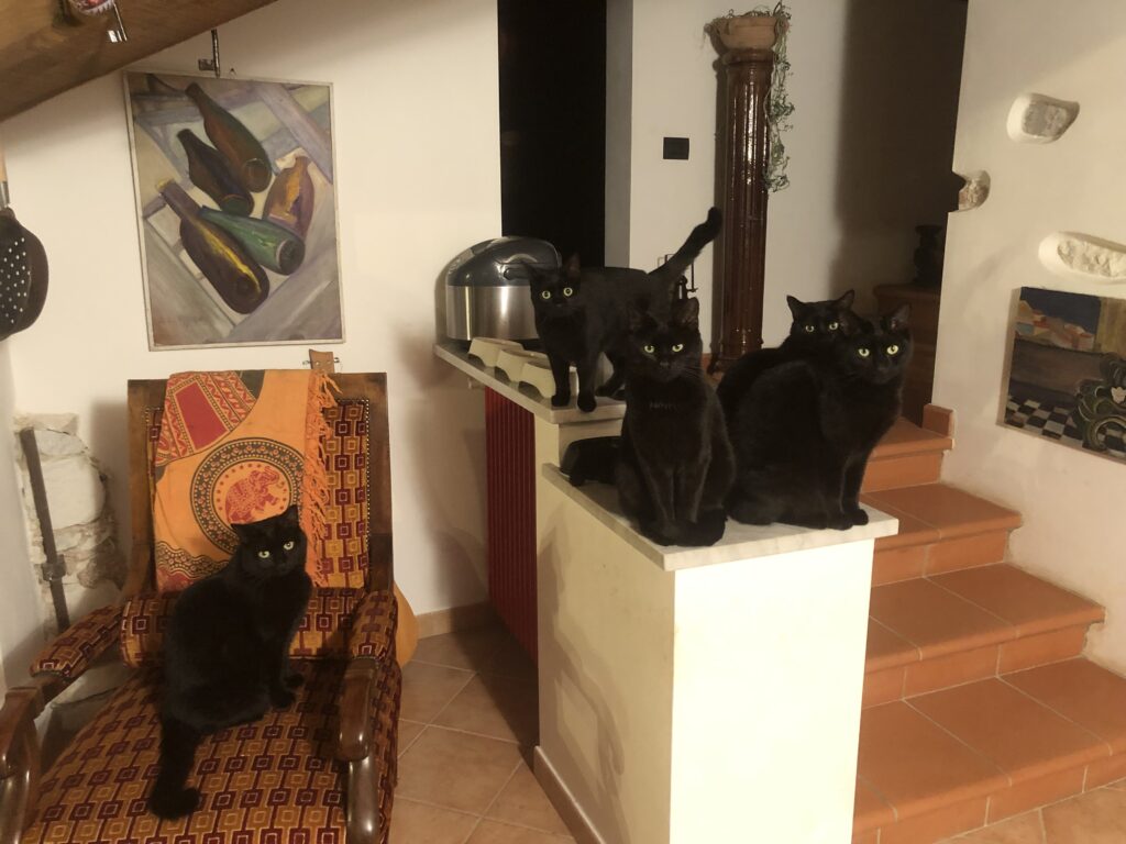 gatti neri su mensola